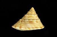 藏品(臺灣鐘螺)的圖片